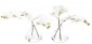 Цветы ORCHID PHALAENOPSIS, SET OF 2, CREAM WHITE, IN GLASS VASE