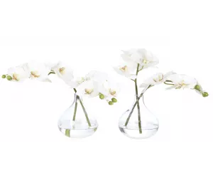 Цветы Orchid Phalaenopsis, Set Of 2, Cream White, In Glass Vase