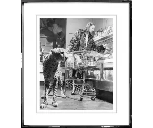 Постер The Shopping Cheetah (66x76 см)