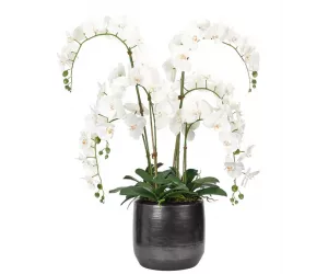 Цветы Orchid Phalaenopsis, White