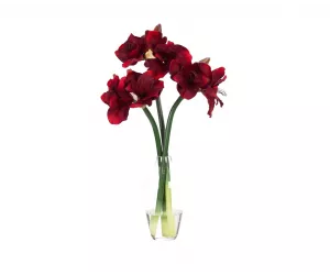 Цветы Amaryllis