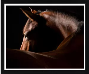 Постер Chestnut Stallion 621 
