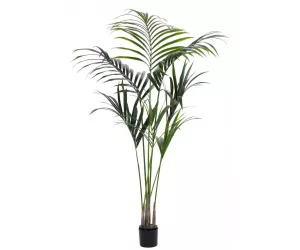 Пальма Kentia Palm T86-8E