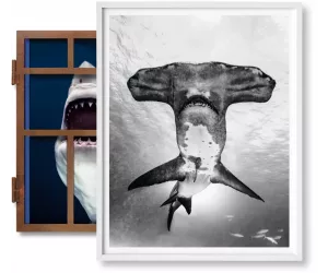 Книга «Мюллер. Акулы» (Muller, Sharks)
