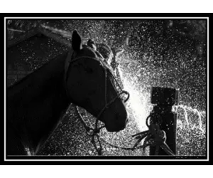 Постер Элис Гиппс Хорс (Alice Gipps Horse), в рамке 615L/3
