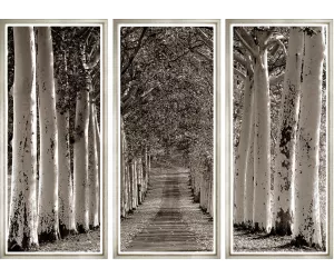Постер Авеню оф Триз II (Avenue of Trees II)