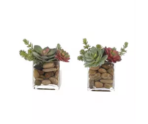 Цветы Саккулент (Succulent), сет из 2