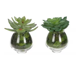 Цветы Суккуленты (Succulent), в стеклянной вазе, сет из 2