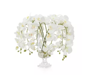 Цветы Гламурные Фаленопсисы (Glamorous Phals)
