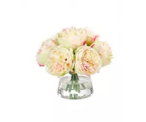Цветы Пионы (Peony)