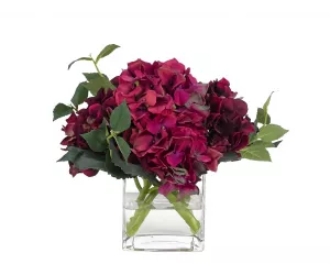 Цветы Гортензия (Hydrangea, фуксия), в стеклянном кубе