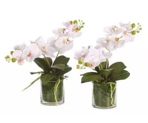 Цветы Орхидея Фаленопсис (Orchid Phalaenopsis, Set Of 2, Pink, Glass), в стеклянной вазе