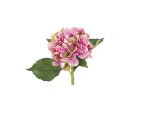 Цветок Гортензия, розовый | коробка из 12 (Hydrangea | Box of 12)
