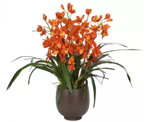 Цветы Цимбидиум Орхид (Cymbidium Orchid), оранжевые, в бетонном горшке