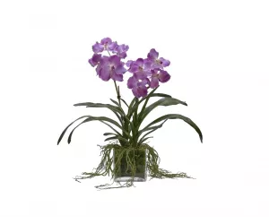 Цветы Орхидея Ванда (Orchid Vanda)