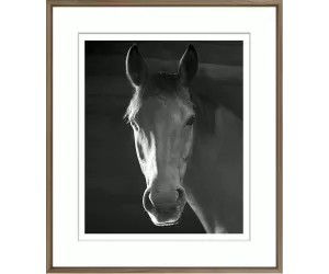 Постер Ньюмаркет Хорс (Newmarket Horse)