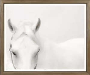 Постер Уайт Бьюти, орех 638 (White Beauty, Walnut 638)