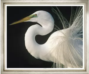 Постер Грейт Эгрэт (Great Egret), в рамке 624