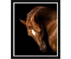 Постер Американ Квотер Хорс (American Quarter Horse)
