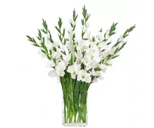 Цветы Гладиолусы (Gladiola, белые), в стеклянном прямоугольнике