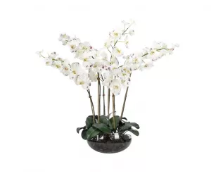 Цветы Орхидея Фаленопсис (Orchid Phalaenopsis, белые и бургунди), в стеклянной чаше