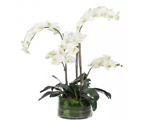 Цветы Орхидея Фаленопсис (Orchid Phalaenopsis, белые), в стеклянной вазе