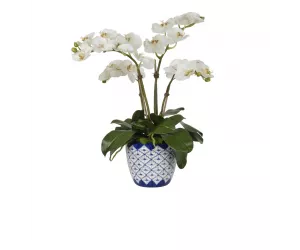 Цветы Орхидея Фаленопсис (Orchid Phalaenopsis, Cream White), в керамической вазе