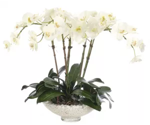 Цветы Орхидея Фаленопсис (Orchid Phalaenopsis, кремово-белые), в стеклянной чаше (Glass Bowl)
