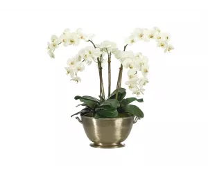 Цветы Орхидея Фаленопсис (Orchid Phalaenopsis, белые), в металлической урне