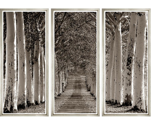 Постер Avenue of Trees