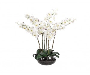 Цветы Orchid Phalaenopsis, белые и бургунди в стеклянной чаше