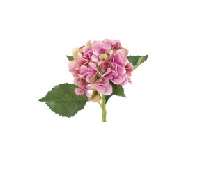 Цветок Hydrangea Розовый | Box of 12