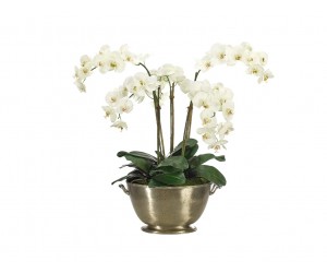 Цветы Orchd Phalaenopsis белые в металлической урне